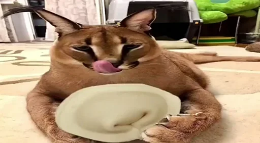 кошка животное Дикая кошка