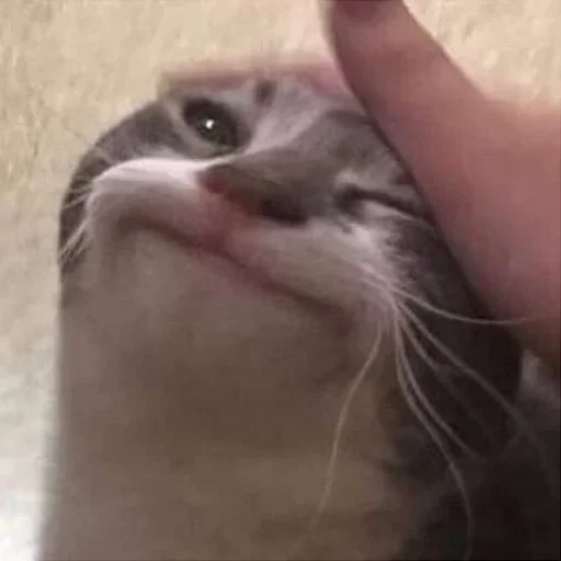 cat animal domestic cat