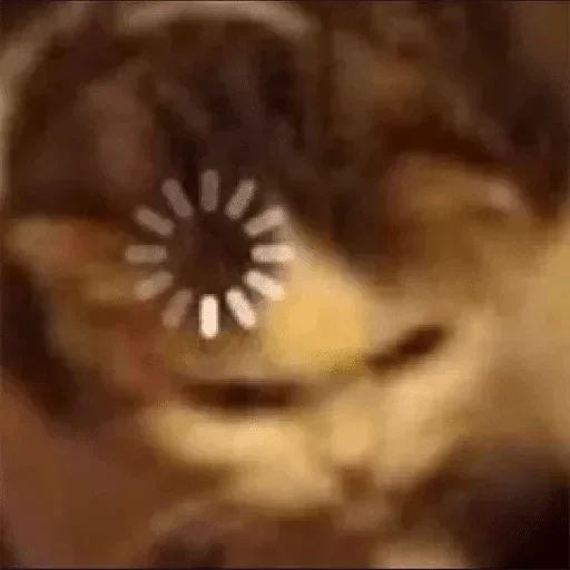 транспорт колесо кошка