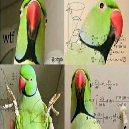 животное попугай птица