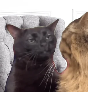 Стикер smirnova's cats - 1