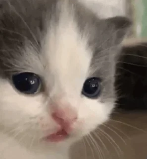 Стикер smirnova's cats - 2