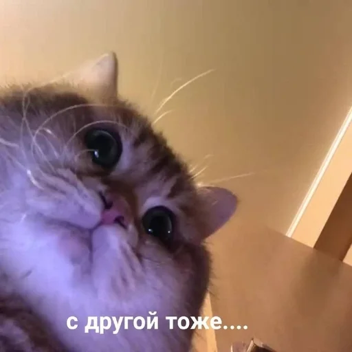 животное млекопитающее кошка