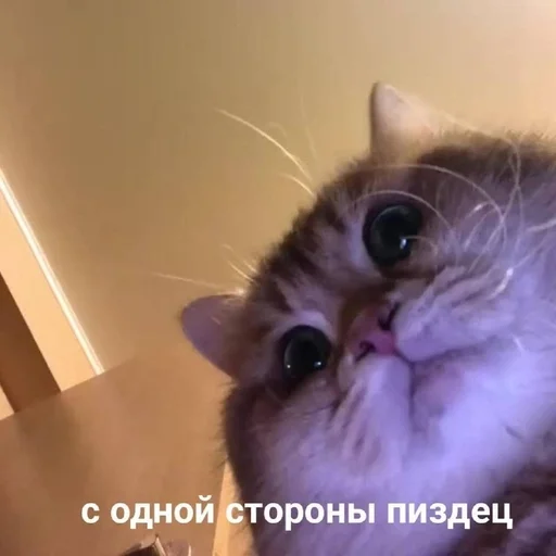 животное кошка млекопитающее