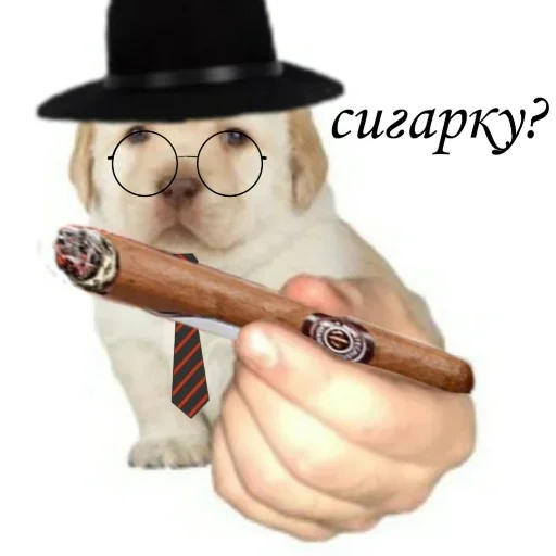 fashion accessory fedora dog