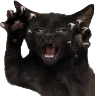 Sticker blackcat - 6