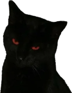 Sticker blackcat - 0