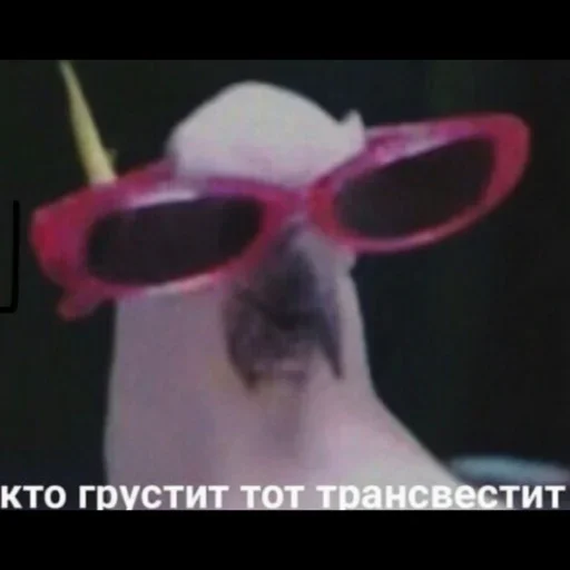 accessory spectacles eyewear