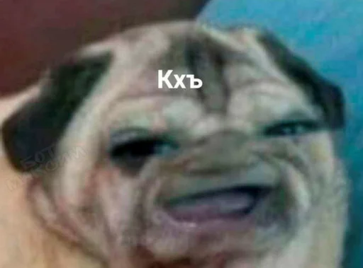 животное млекопитающее собака