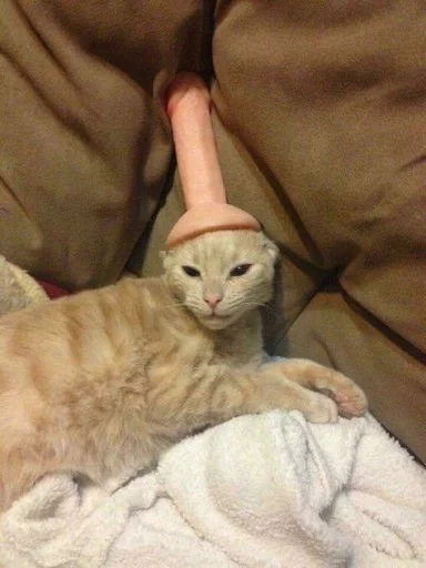 комнатный кошка кошачьи