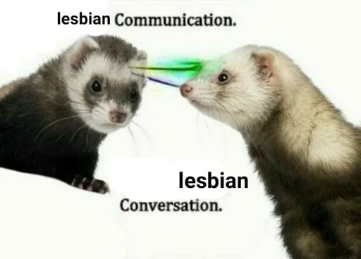 млекопитающее животное хорек