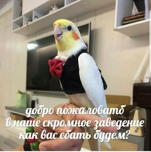 животное птица попугай