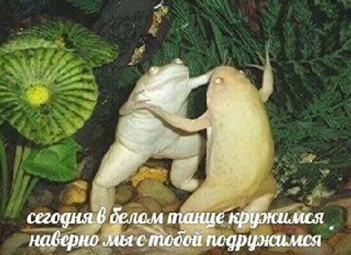 СМС животное лягушка