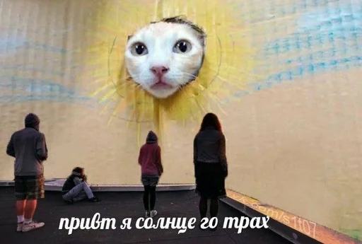 СМС животное кошка