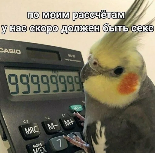 птица животное попугай