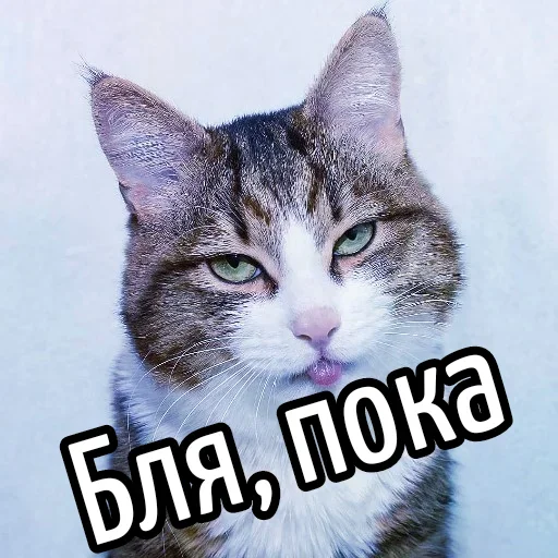 Sticker BliatStickers - 1