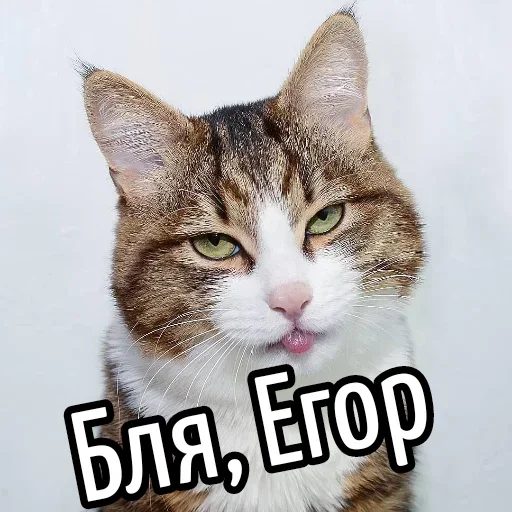 Sticker BliatStickers - 1