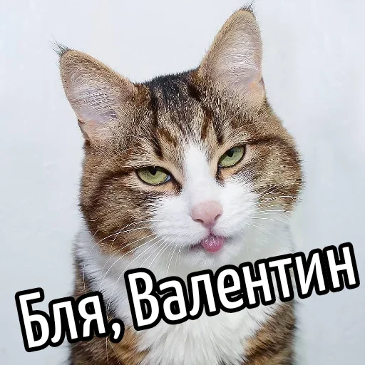 Sticker BliatStickers - 1