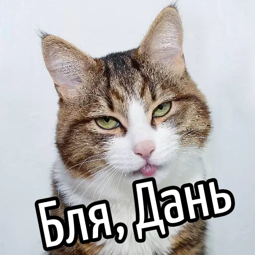 Стикер BliatStickers - 1