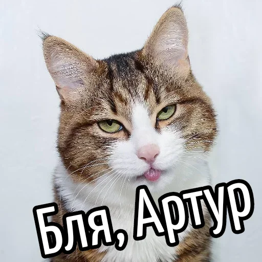 Стикер BliatStickers - 1