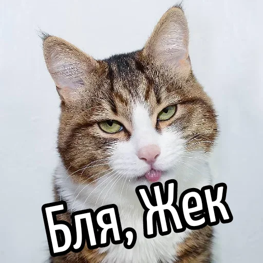 Sticker BliatStickers - 1