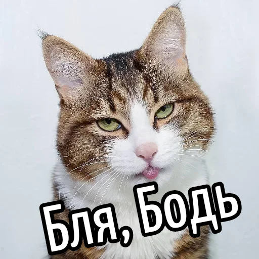 Sticker BliatStickers - 1