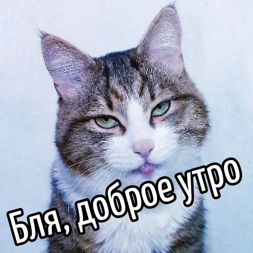 Sticker BliatStickers - 1