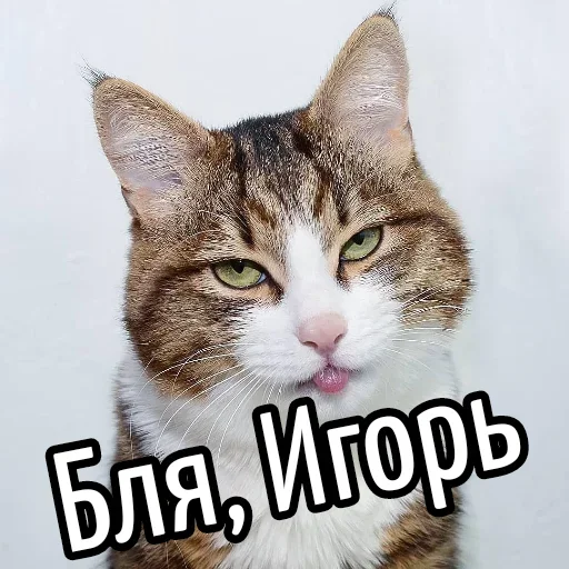 Sticker BliatStickers - 1