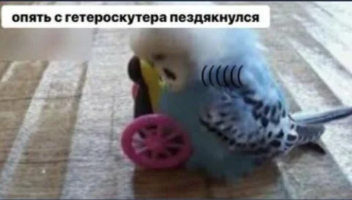 Sticker Мемесы by @fStikBot - 2