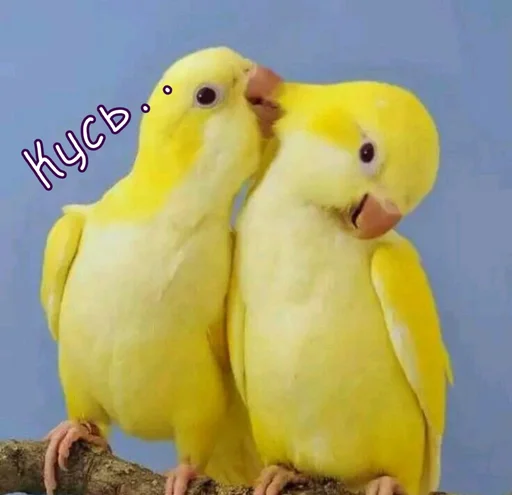 Стикер Blinzver - 1