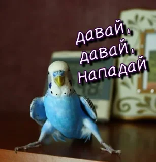 Sticker Тю блин: Зверюшки by @blin1001 - 7