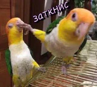 Sticker Тю блин: Зверюшки by @blin1001 - 11