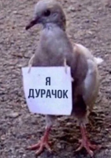 животное птица клюв