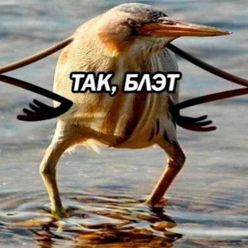 животное птица водная птица