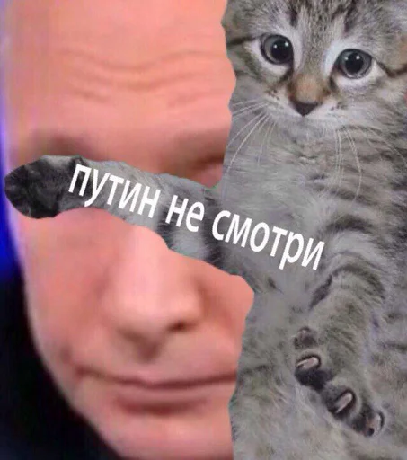 животное млекопитающее кошка