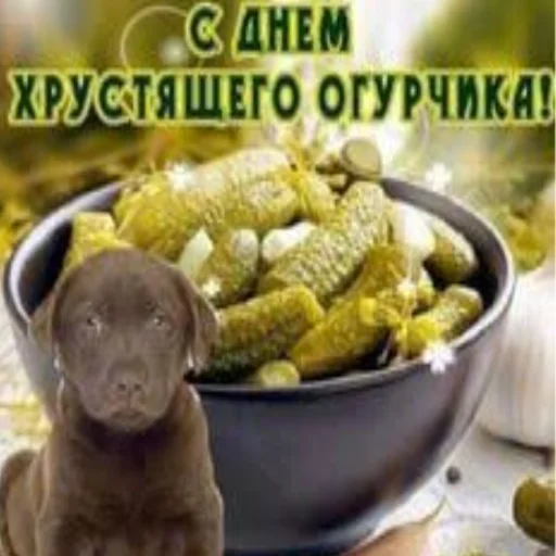 кукуруза животное комнатный