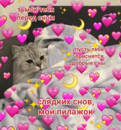 животное розовый кошки малого и среднего размера