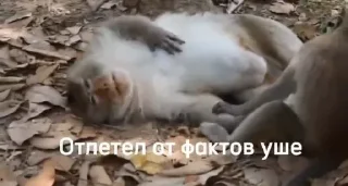 Стикер No gifs only sticks - 0