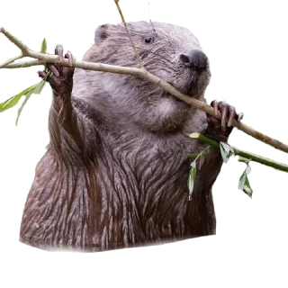 animal mammal sloth