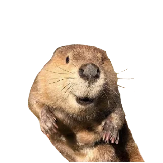 mammal animal otter