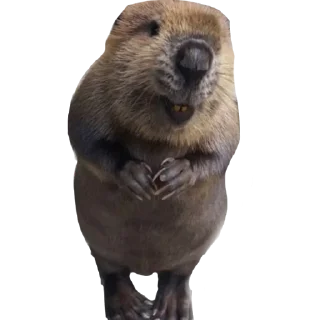 animal mammal beaver