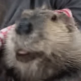 Стикер Bobr Vibe - 7