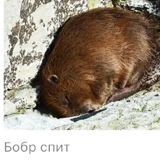 Стикер Bobr Vibe - 2