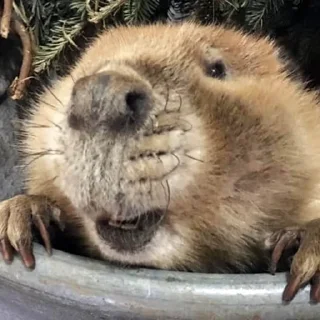 Стикер Bobr Vibe - 9