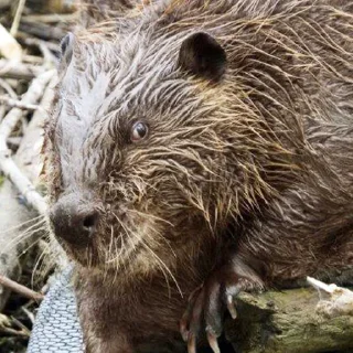 Стикер Bobr Vibe - 0