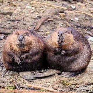 Стикер Bobr Vibe - 3