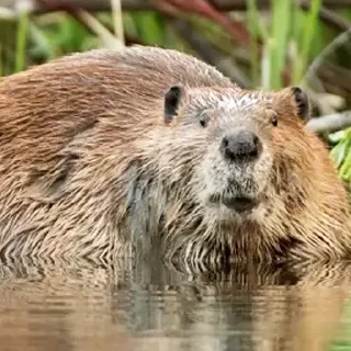 Стикер Bobr Vibe - 10