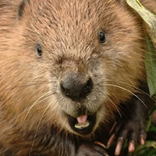 Стикер Bobr Vibe - 4