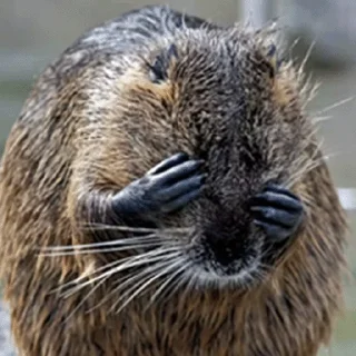 Стикер Bobr Vibe - 5