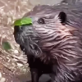 Стикер Bobr Vibe - 11